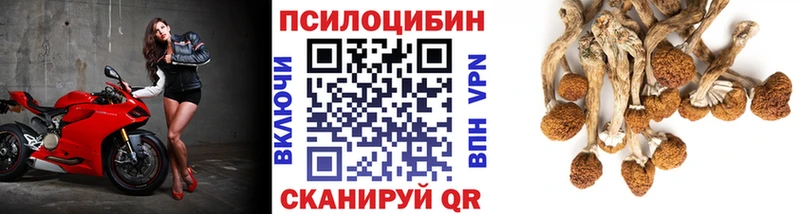 Купить закладки Кузнецк Псилоцибиновые грибы GOLDEN TEACHER